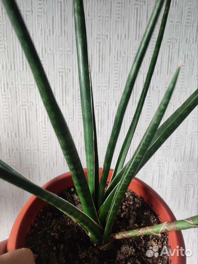 Сансевиерия видовая (вероятно, S.bella)