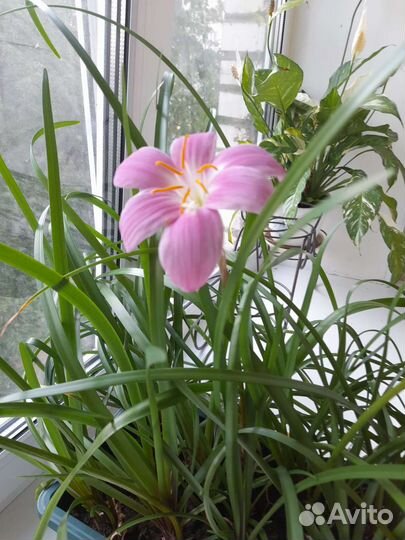 Зефирантес выскочка