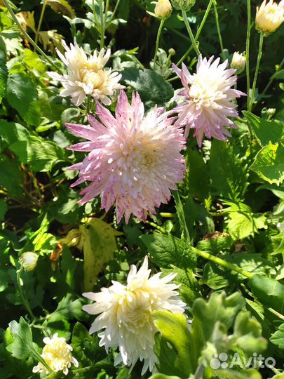 Хризантема кустовая