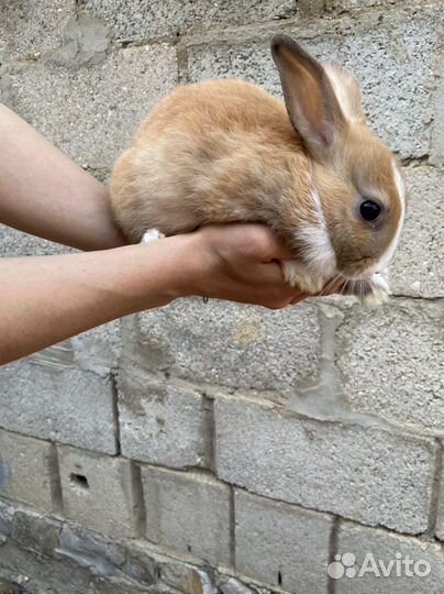 Кролики карликовые