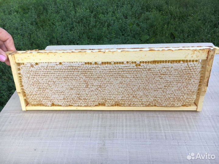 Продаю мед своя пасека в лесу