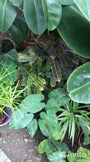 Цветы для дома и офиса