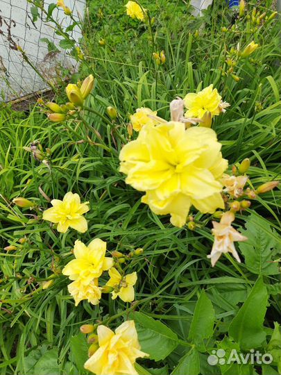 Лилейники, флокс растопыренный