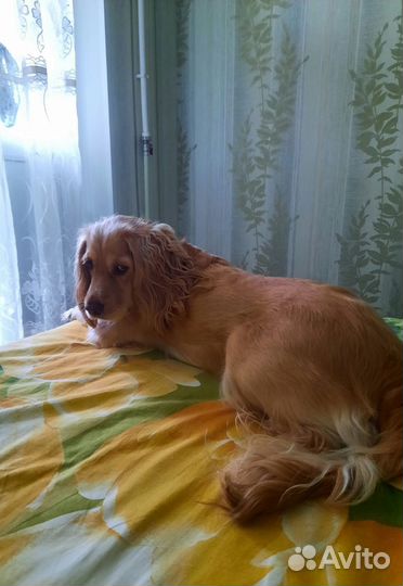 Английский кокер спаниель вязка