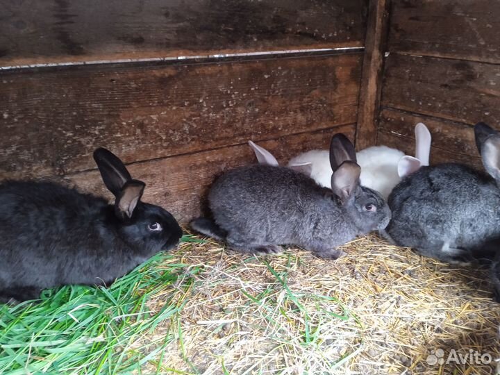 Крольчата