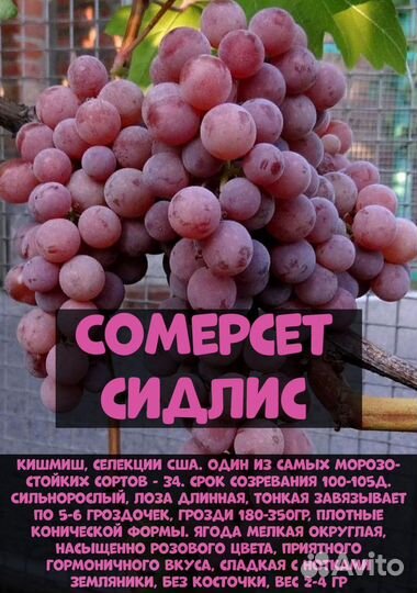 Саженцы винограда