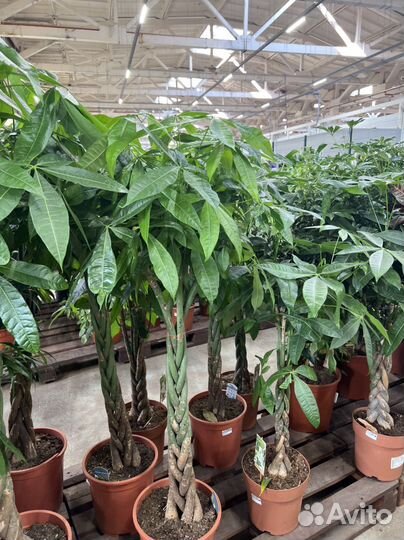 Пахира акватика