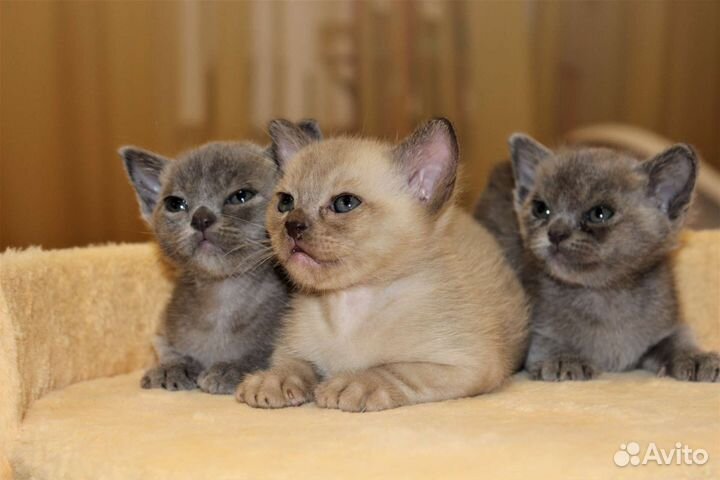 Бурманский котенок
