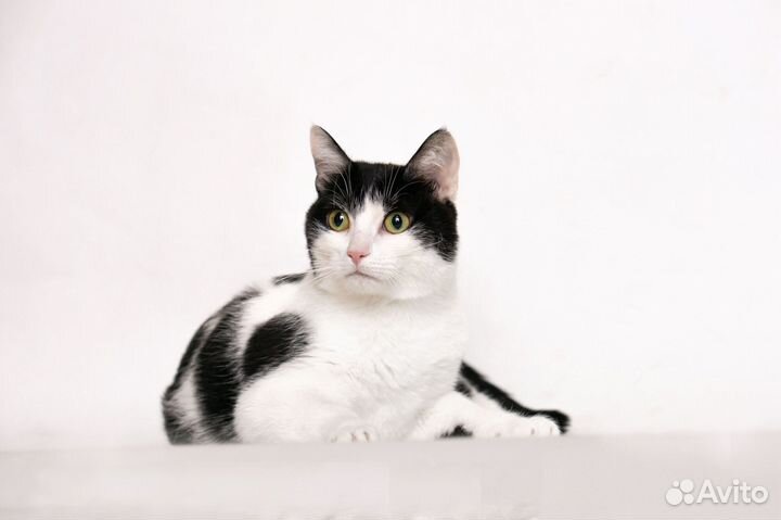 Шахматная королева Нюша в добрые руки