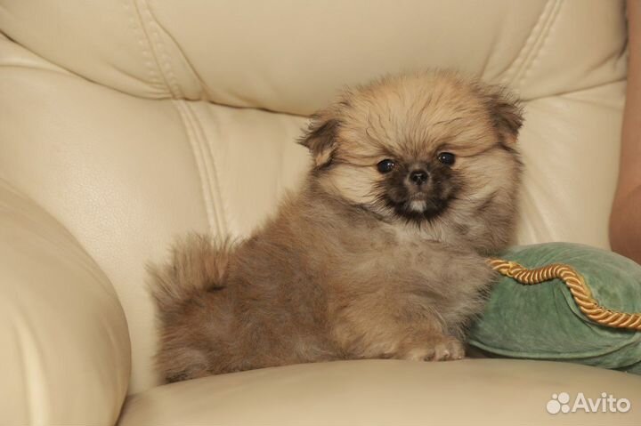 Померанский шпиц, щенки мальчик и девочка 2,5 мес