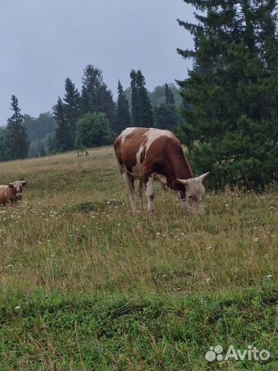 Продажа крс