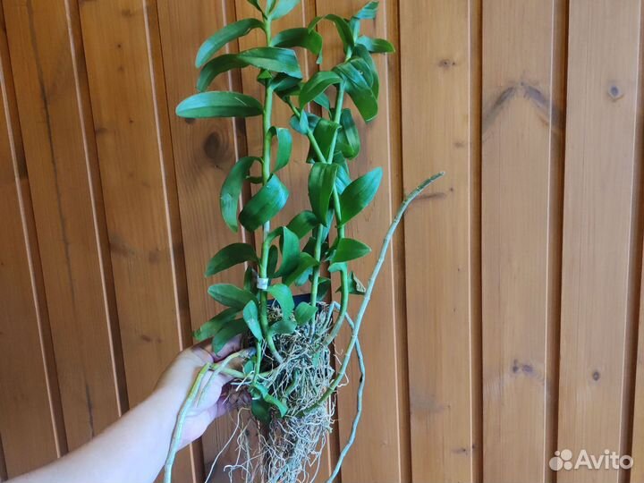 Орхидея Дендробиум amosmum alba*touch class