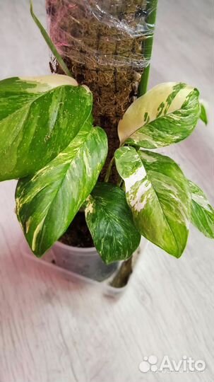 Монстера lechleriana variegated