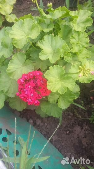 Пеларгония герань сортовая