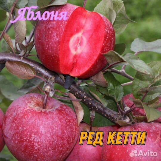 Саженцы плодовых культур