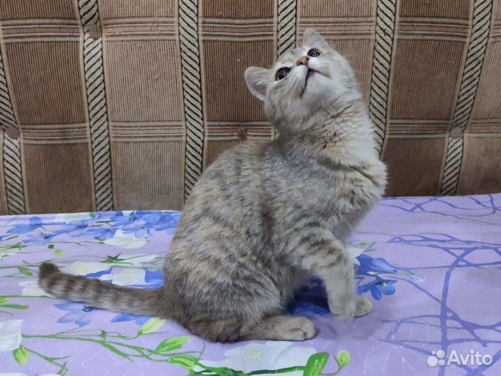 Кошечка Бусинка ищет дом