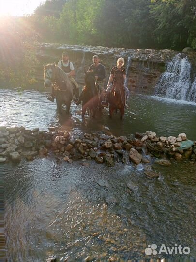 Конный прокат