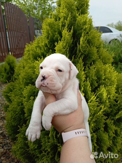 Немецкий боксер щенки