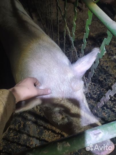 Продажа семя хряка
