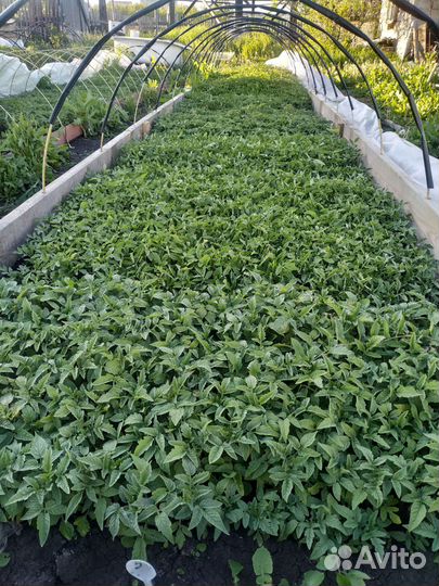 Рассада помидор