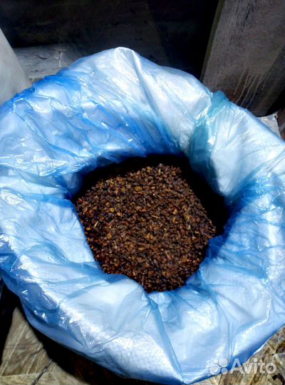 Облепиха сушеная Сибирская