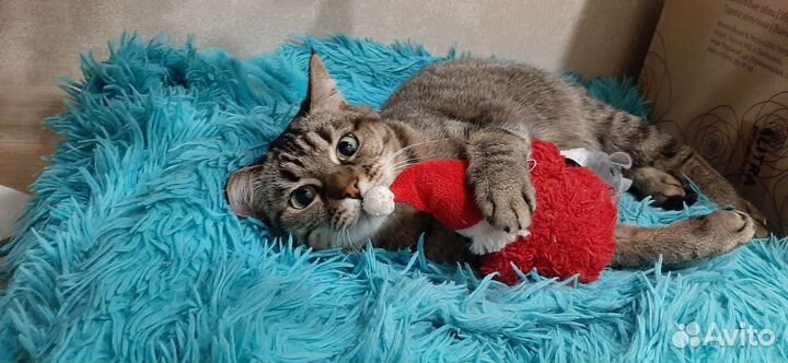 Отдаем кошку