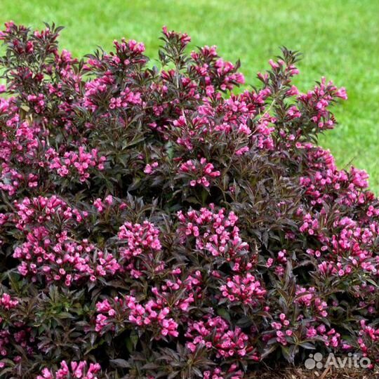 Вейгела саженцы