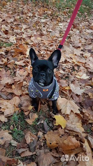 Одежда для средних собак