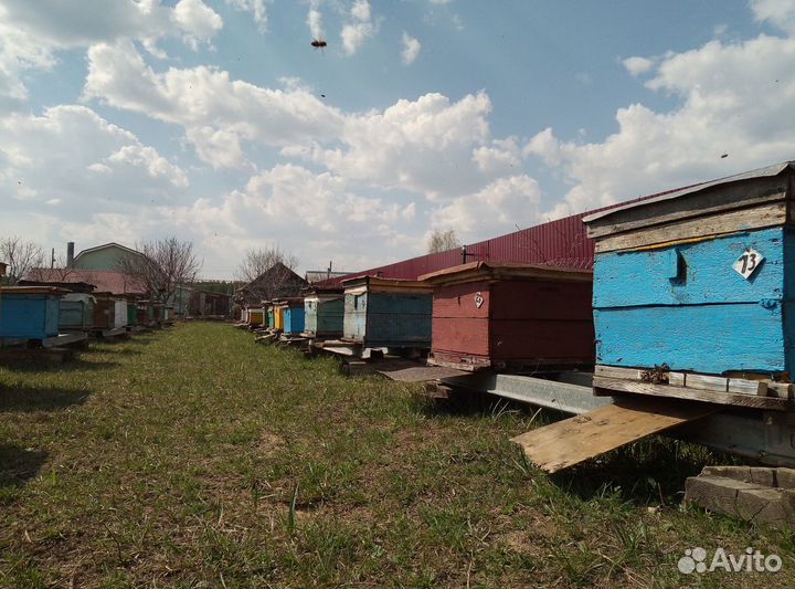 Пчелы улья пасека