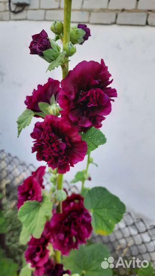 Бархатцы семена, цинии, мальва, гиацинтовые бобы