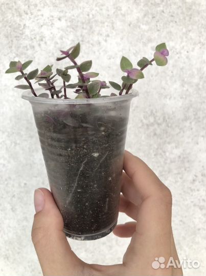 Каллизия Pink Panter