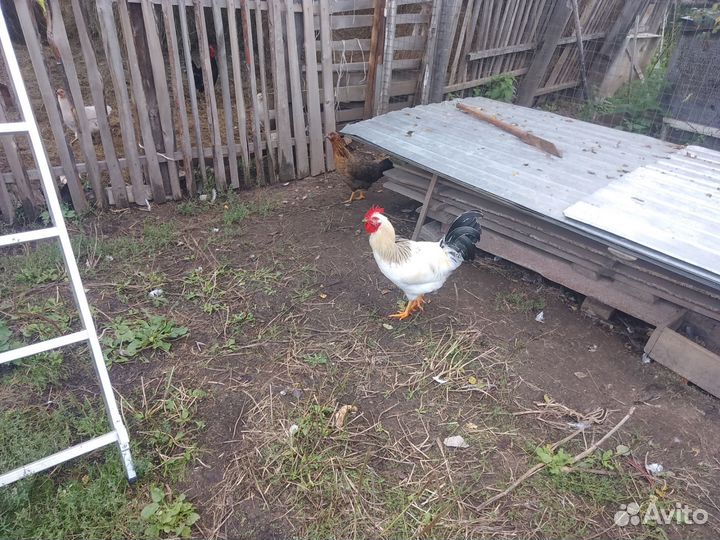 Петухи