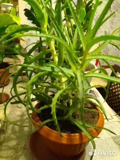 Продам алоэ, 5- летний