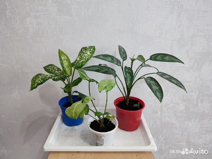 Набор растений- Аглаонема, Сингониум, Диффенбахия