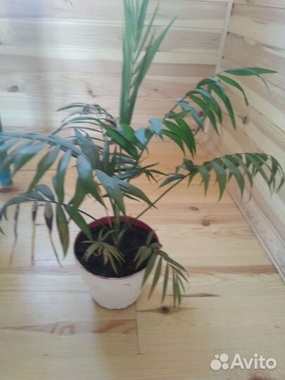 Пальма хамедорея