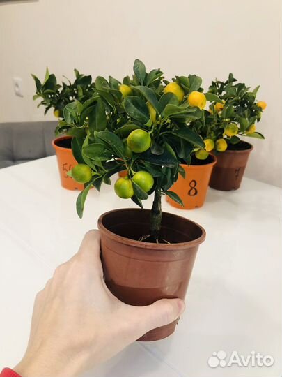 Мандариновое дерево