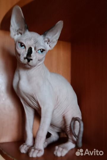 Канадский сфинкс котенок