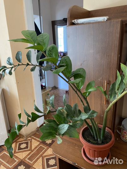 Замиокулькас