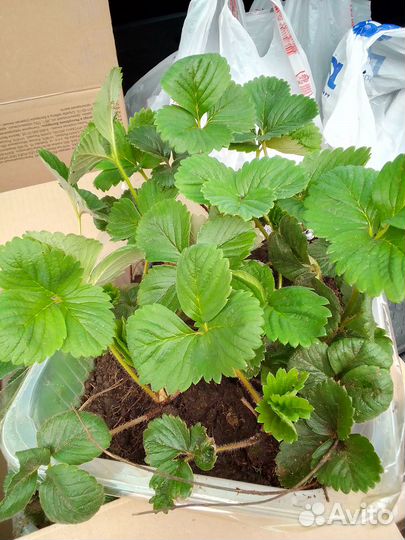 Рассада клубники