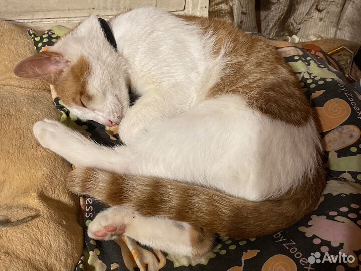 Котенок в дар