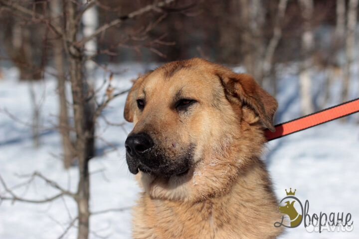 Егор (собачка-инвалид) нуждается в доме и семье