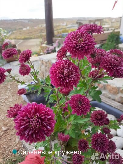 Корни хризантемы