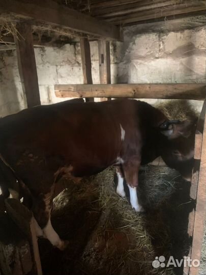 Быки, телка