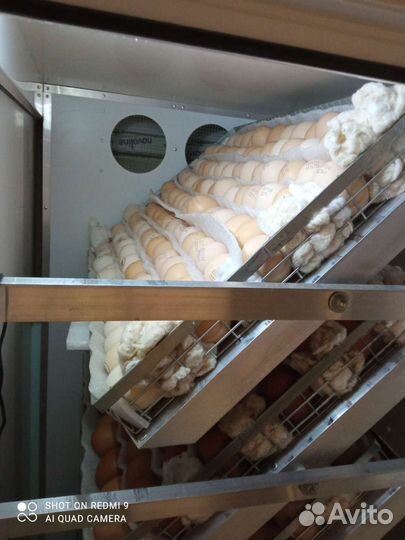 Инкубатор блиц