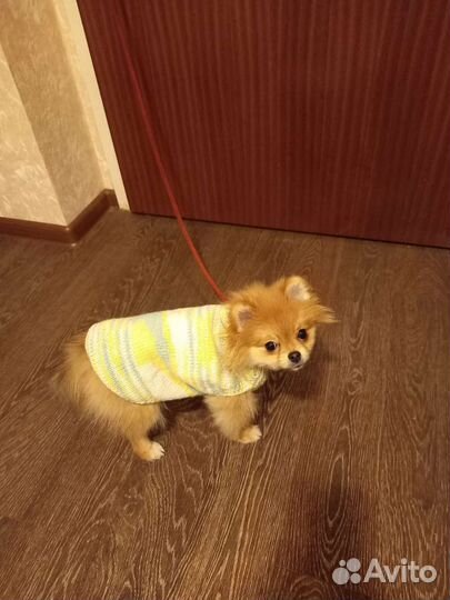 Одежда для чихуахуа тоя шпица