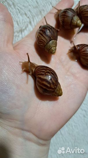 Улитки ахатины