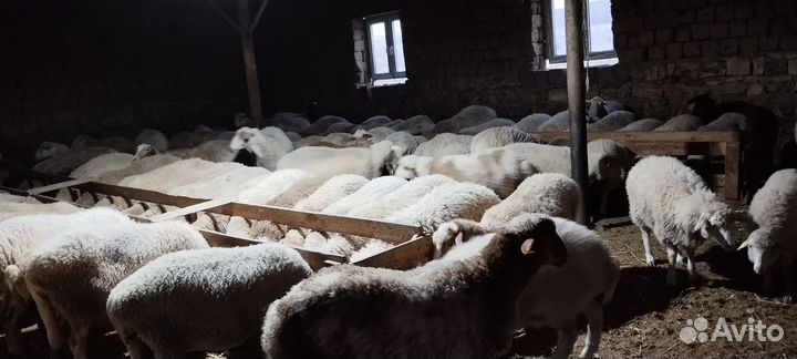 Матки откормичние