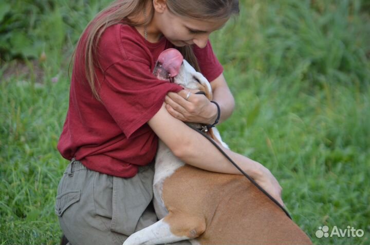 РКФ Амстаффы подрощенные