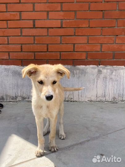 Собака в добрые руки бесплатно рыжая белая метис