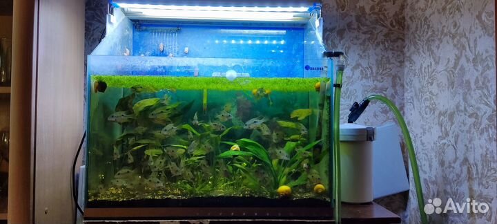 Аквариум в полном комплекте